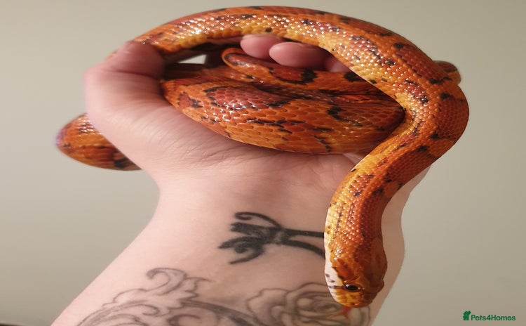 Corn Snake reptiles - Advert 5