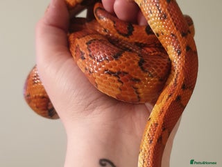 Corn Snake reptiles - Advert 9