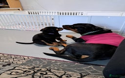 Rottweiler dogs for sale: Male rottweiler for sale  - Image 3