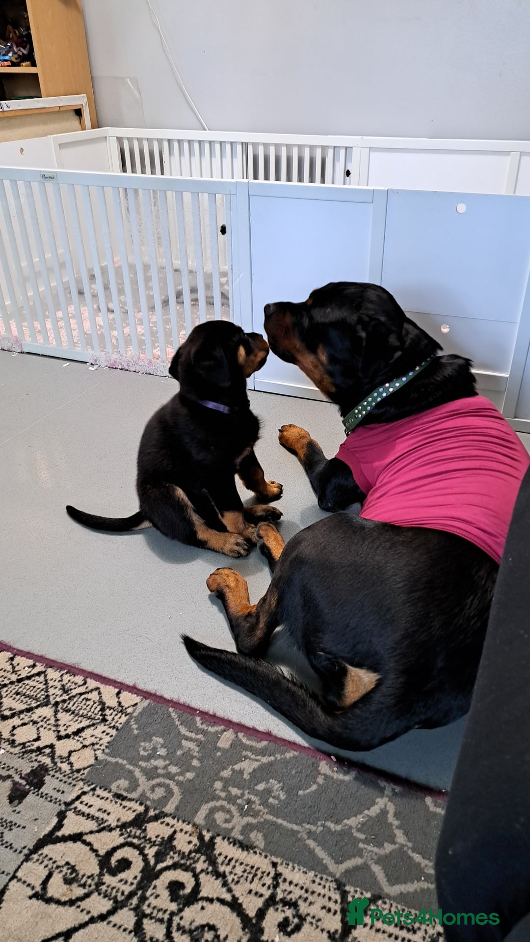 Rottweiler dogs for sale: Male rottweiler for sale  - Image 3