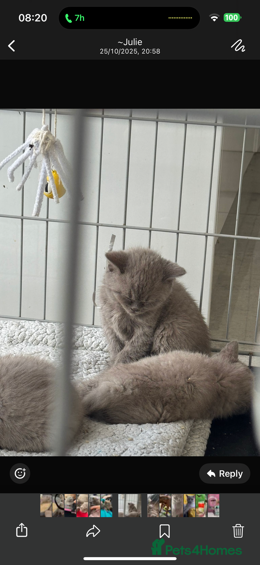 British Shorthair cats for sale: British Shorthair Kitten  - Image 2