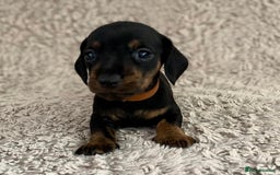 Dachshund dogs for sale: Sausage dachshund puppies  - Image 10