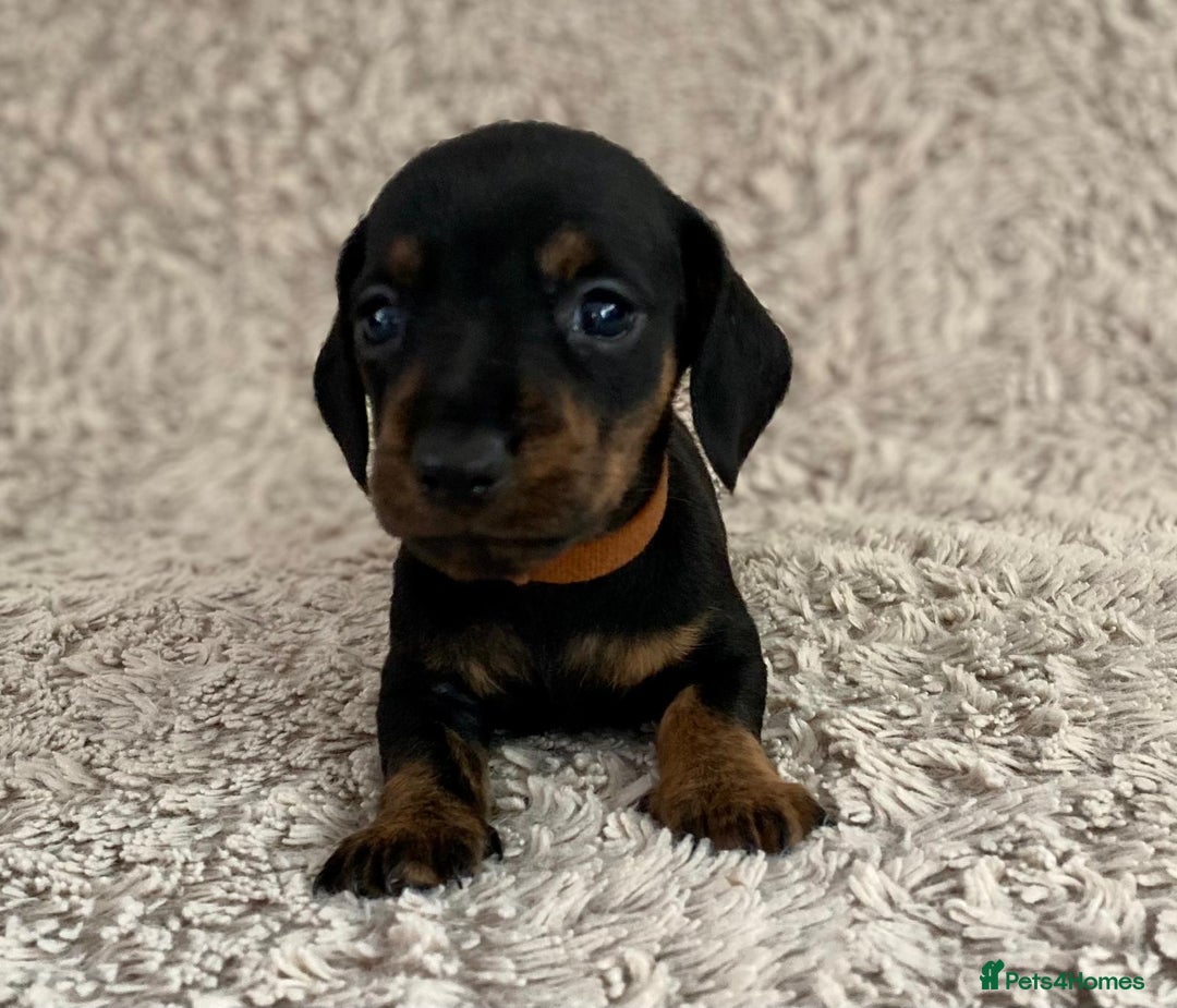 Dachshund dogs for sale: Sausage dachshund puppies  - Image 10