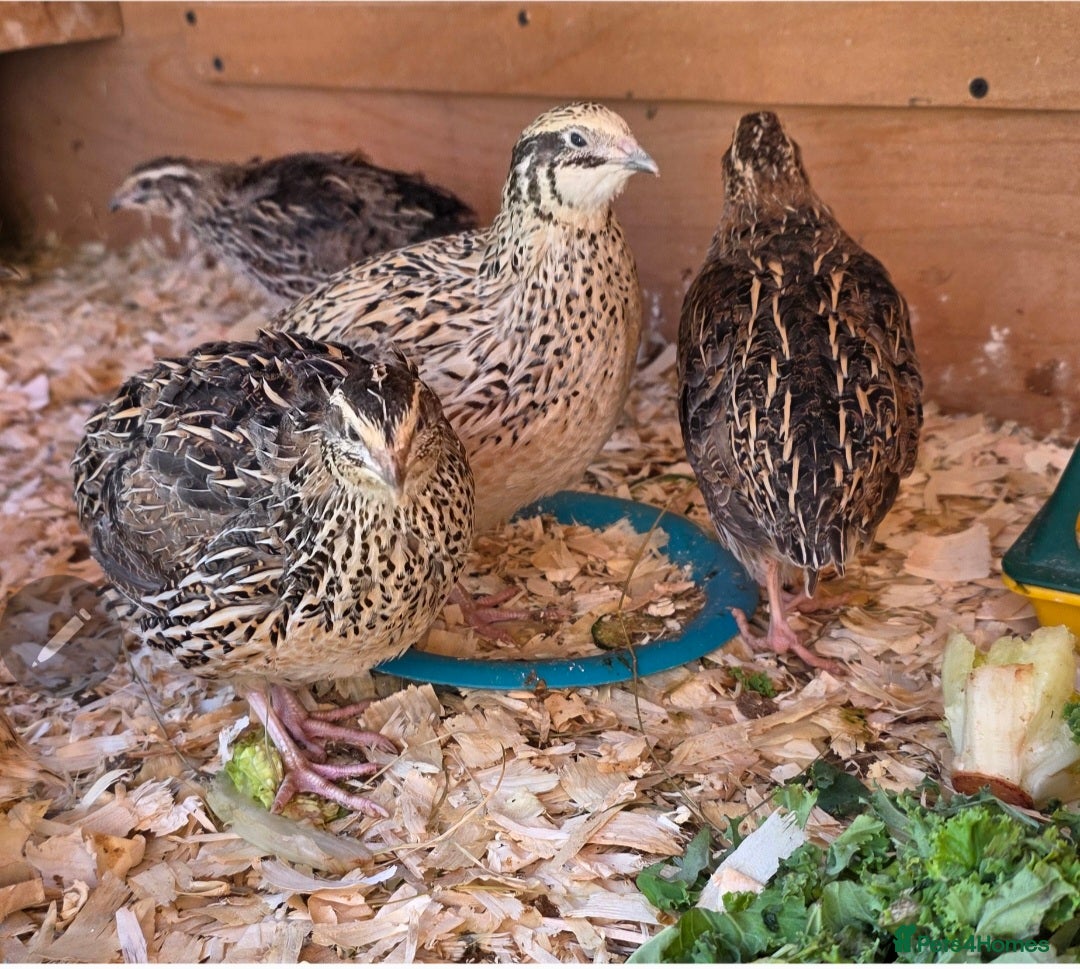 Quail poultry for sale: 7 female Quail - Advert 2