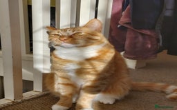Turkish Van cats for sale: Domestic shorthair x Turkish Van ginger female - Image 4