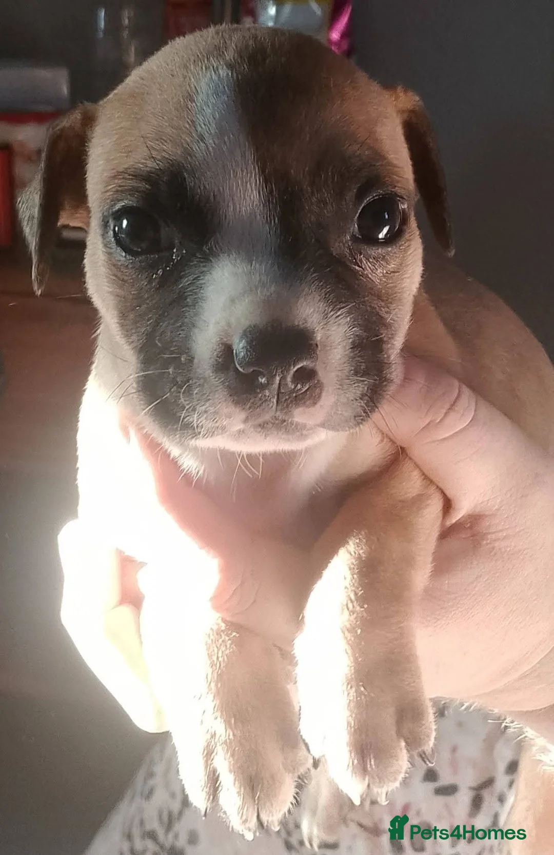 Mixed Breed dogs for sale: Beautiful litter of American Bulldogs x staffys.  in Chesterfield - Advert 2