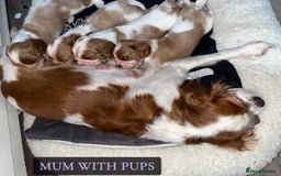 Cavalier King Charles Spaniel dogs for sale: Beautiful Cavalier King Charles Spaniel Puppies - Image 9