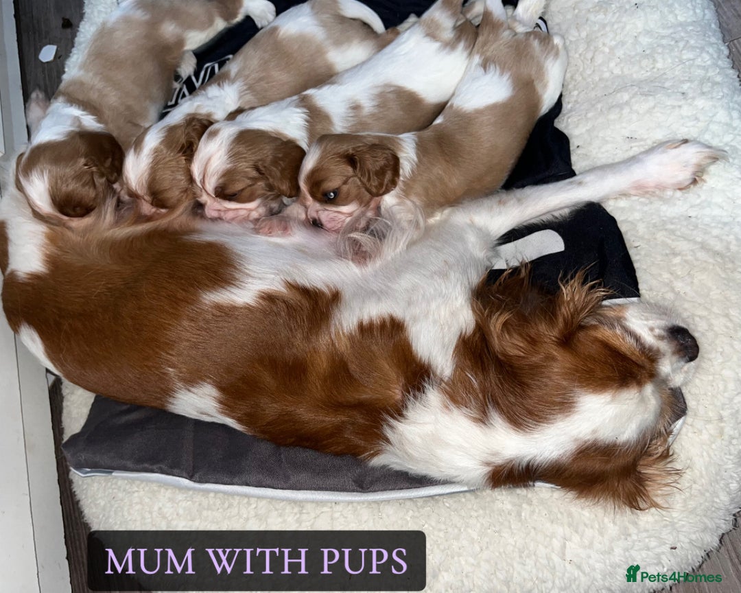 Cavalier King Charles Spaniel dogs for sale: Beautiful Cavalier King Charles Spaniel Puppies - Image 9