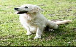 Golden Retriever dogs for sale: Newmiller Retrievers Litter Announcement  - Image 12