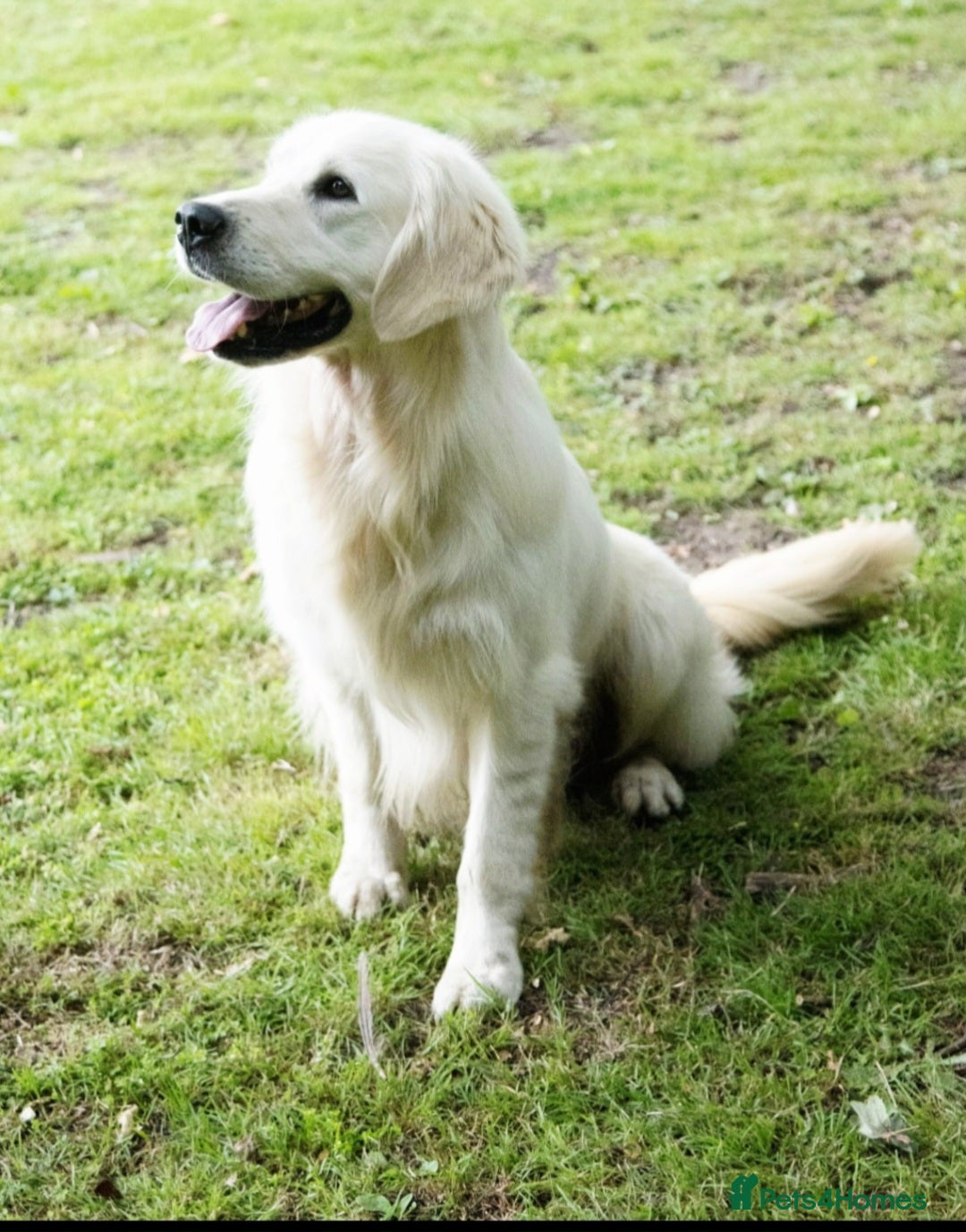 Golden Retriever dogs for sale: Newmiller Retrievers Litter Announcement  - Image 12