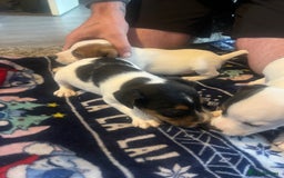 Jack Russell dogs for sale: Working or pet  - Image 6