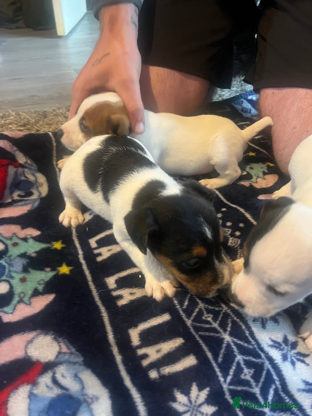 Jack Russell dogs for sale: Working or pet  - Image 6