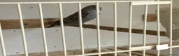 Budgerigars birds for sale: Baby budgies  - Advert 6