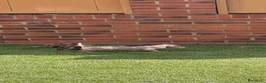 Miniature Dachshund 4