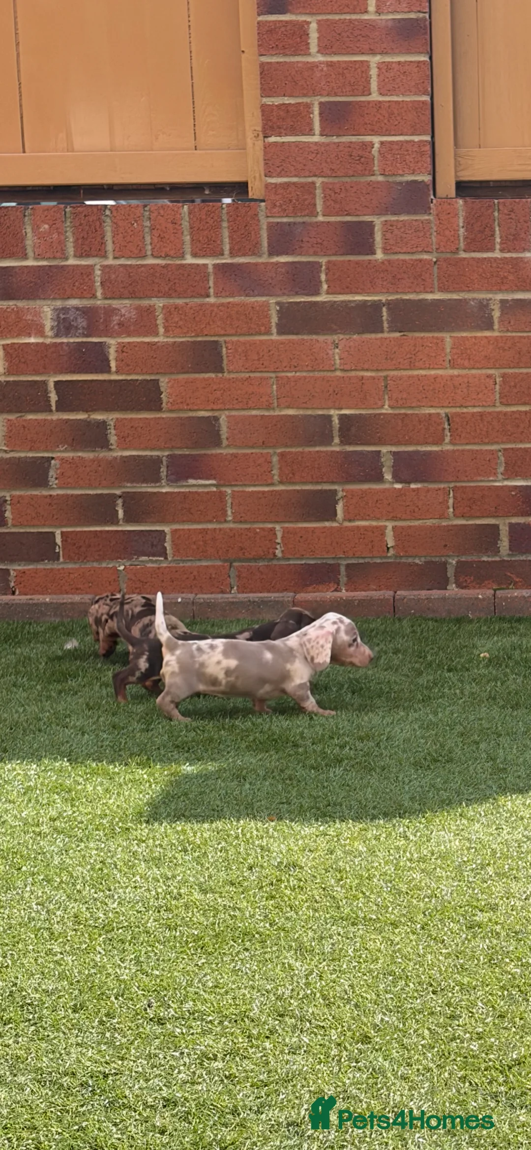 Miniature Dachshund dogs for sale: Miniature dachshunds  - Advert 15