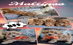 Maltipoo dogs for sale: Small Maltipoo boys ❤️❤️❤️ READY NOW 🫶 - Image 11