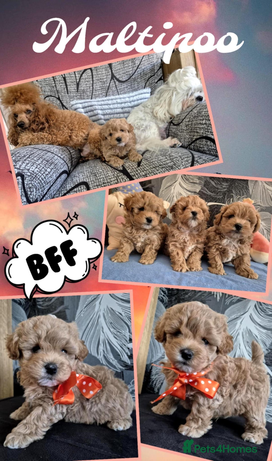 Maltipoo dogs for sale: Small Maltipoo boys ❤️❤️❤️ READY NOW 🫶 - Image 11
