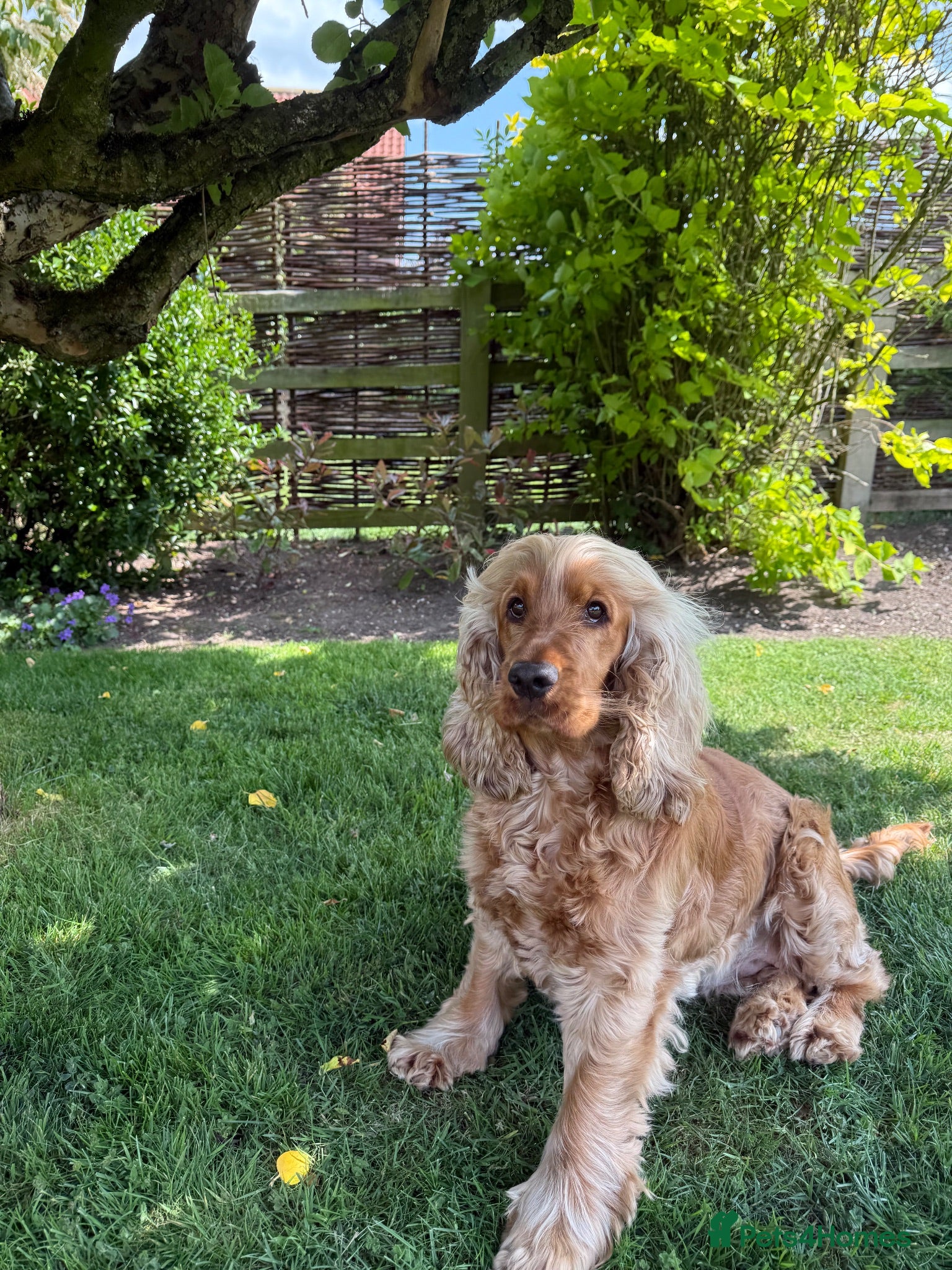 Cocker Spaniel dogs KC registered golden show cocker spaniel puppies - Advert 1