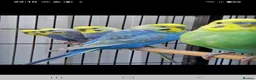 Budgerigars birds for sale: Budgies for sale Birmingham  - Advert 6