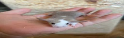 Mouse rodents for sale: Fancy mice females various colours £12.50 - Advert 7