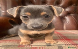 Jack Russell dogs for sale: Fantastic litter of miniature jr rare  colours  - Image 29