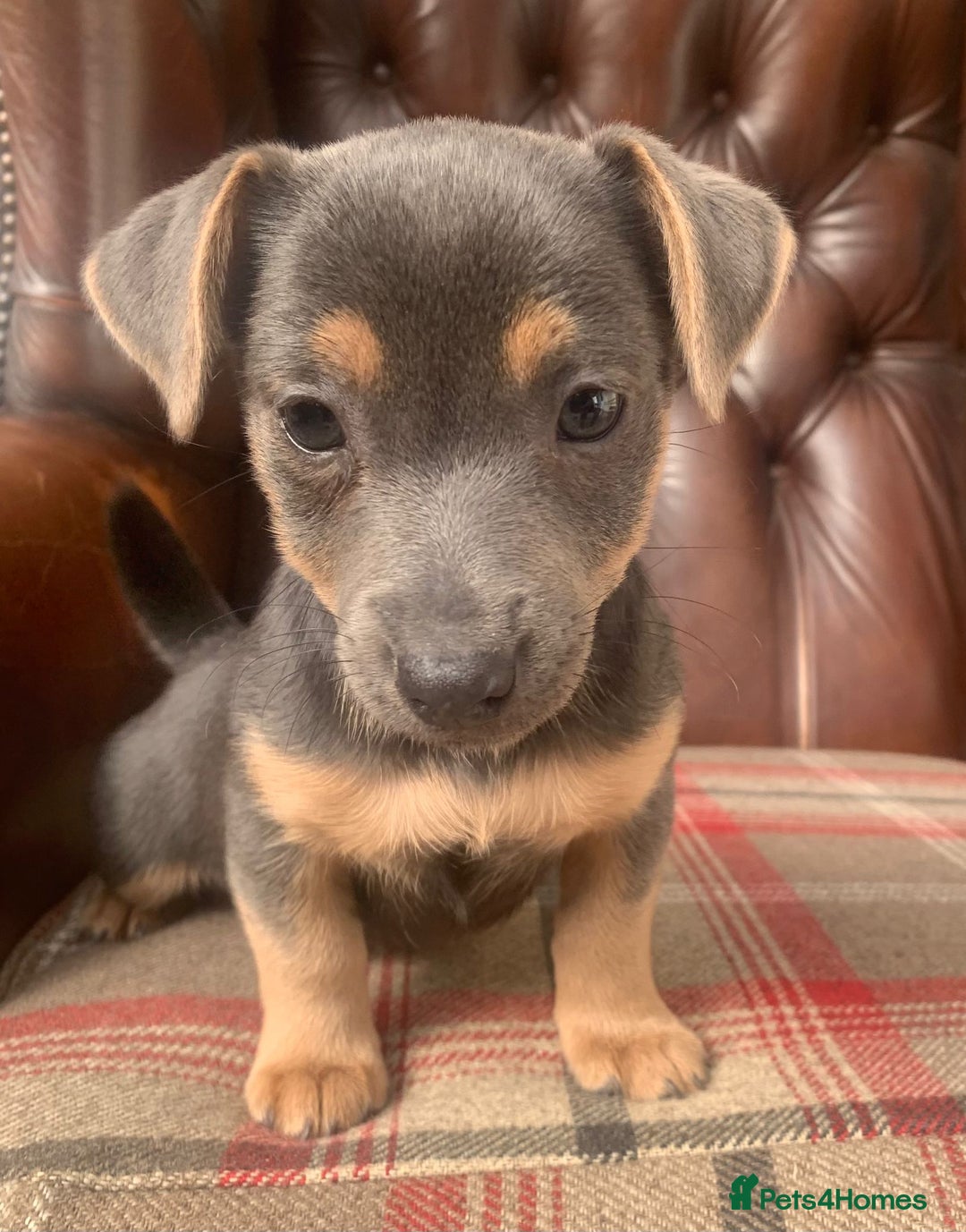 Jack Russell dogs for sale: Fantastic litter of miniature jr rare  colours  - Image 29
