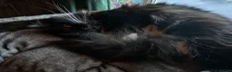 Mixed Breed cats for sale: 4Yr Male Maine Coon mix - Advert 7