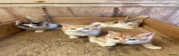 Mixed Breed cats for sale: 10 friendly kittens - Advert 14