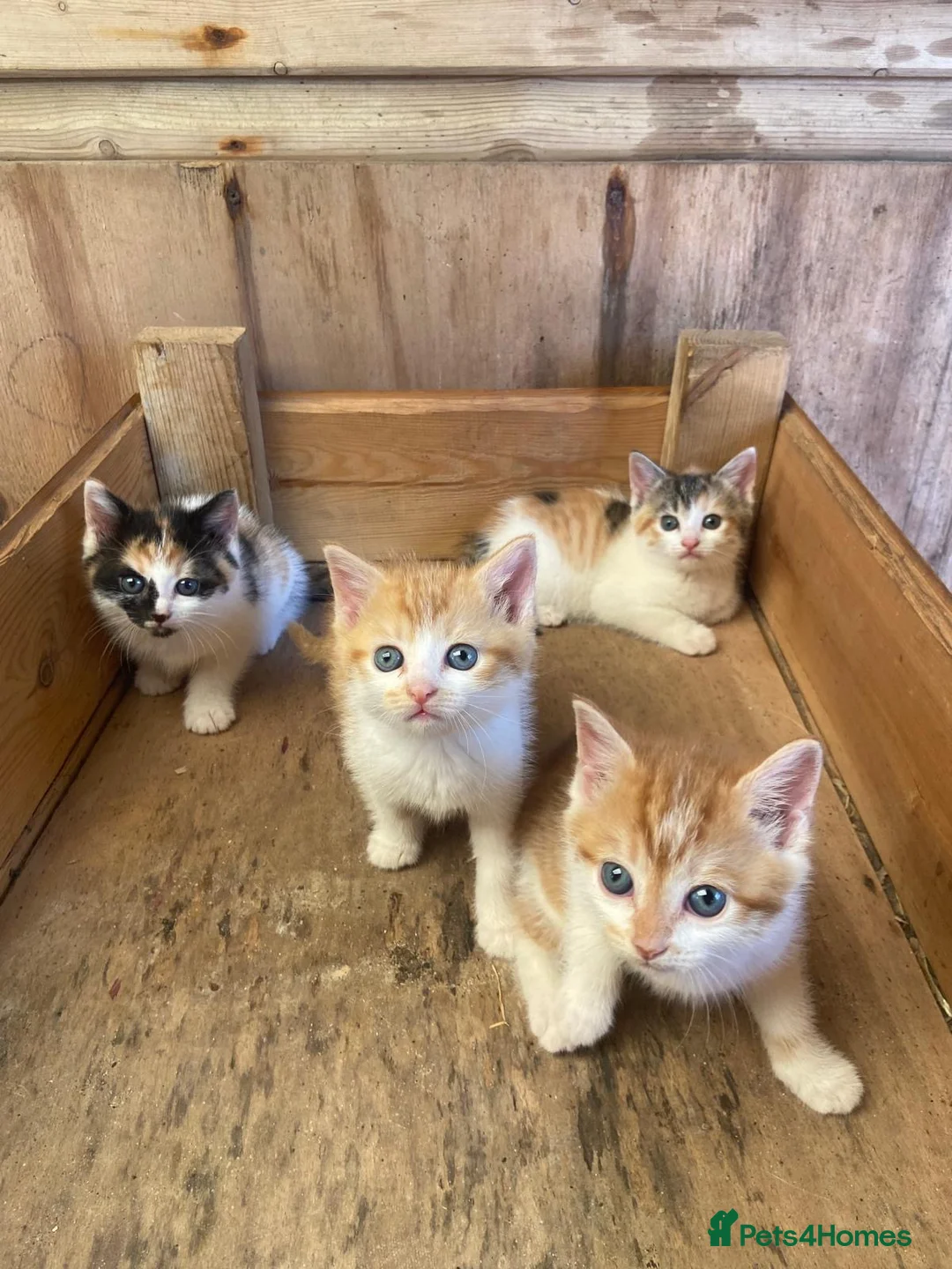 Mixed Breed cats for sale: 10 friendly kittens - Advert 14