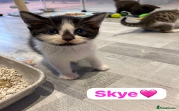 Mixed Breed cats for sale: 7 Beautiful Kittens 🩷💙 - Image 28