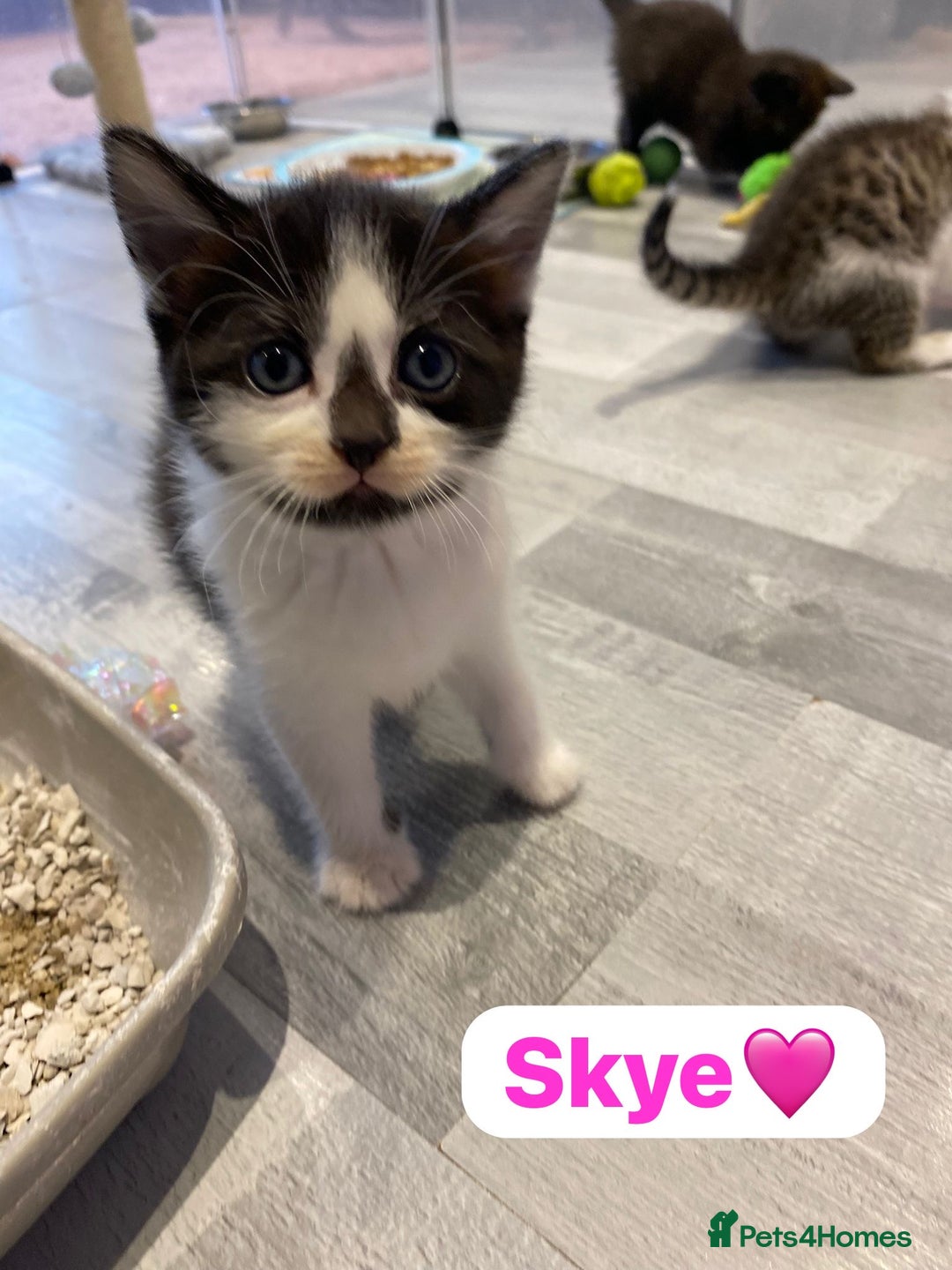 Mixed Breed cats for sale: 7 Beautiful Kittens 🩷💙 - Image 28