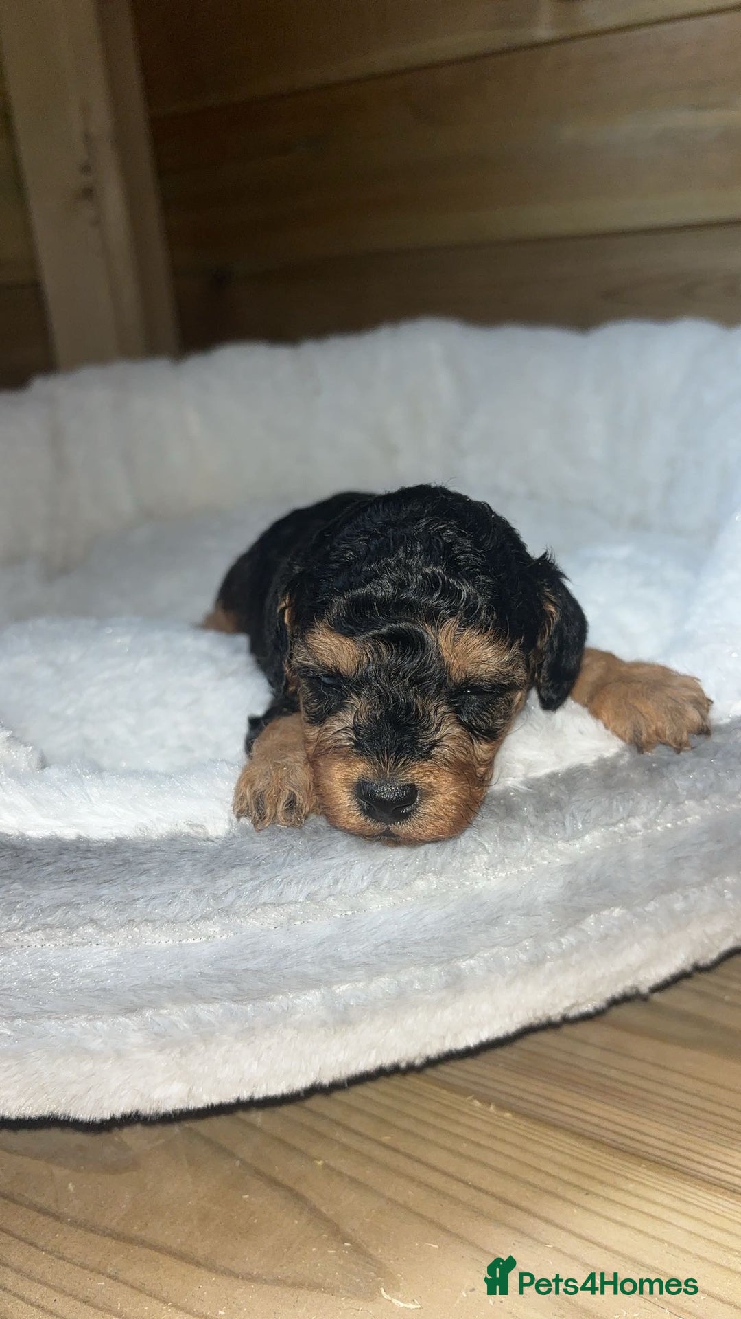 Cockapoo dogs for sale: Toy miniature cockapoo puppy’s  - Image 14
