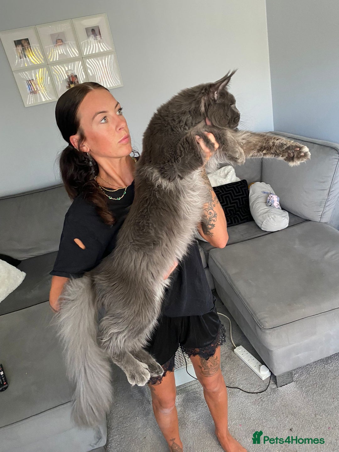 Maine Coon cats for sale: Russian Import Maine Coon Kittens  - Advert 12