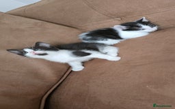 Mixed Breed cats for sale: Two cuties  - Image 1