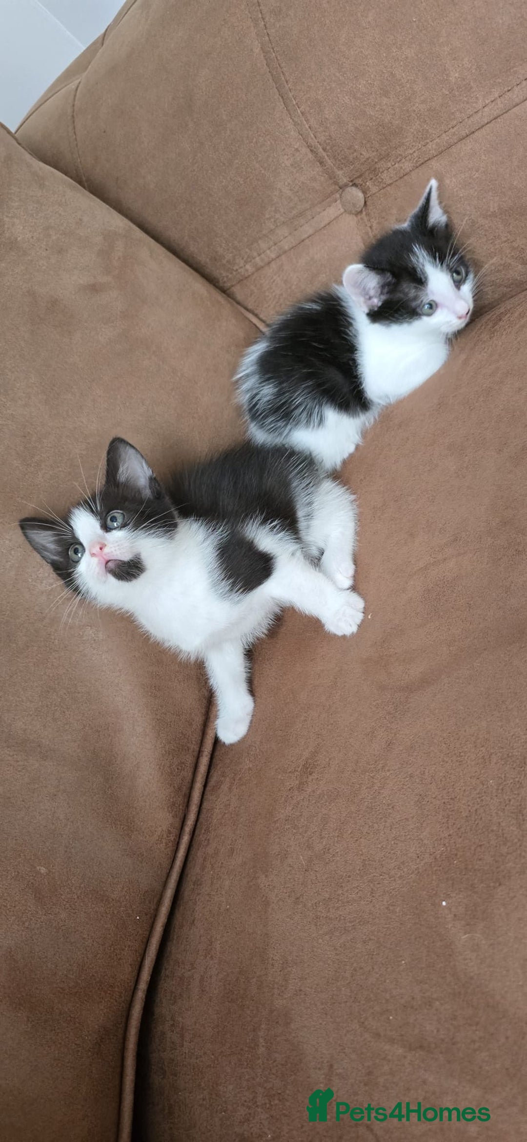 Mixed Breed cats for sale: Two cuties  - Image 1