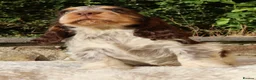 Cocker Spaniel dogs for sale: Extensively Health tested Parents & UNIQUE colours - Advert 6