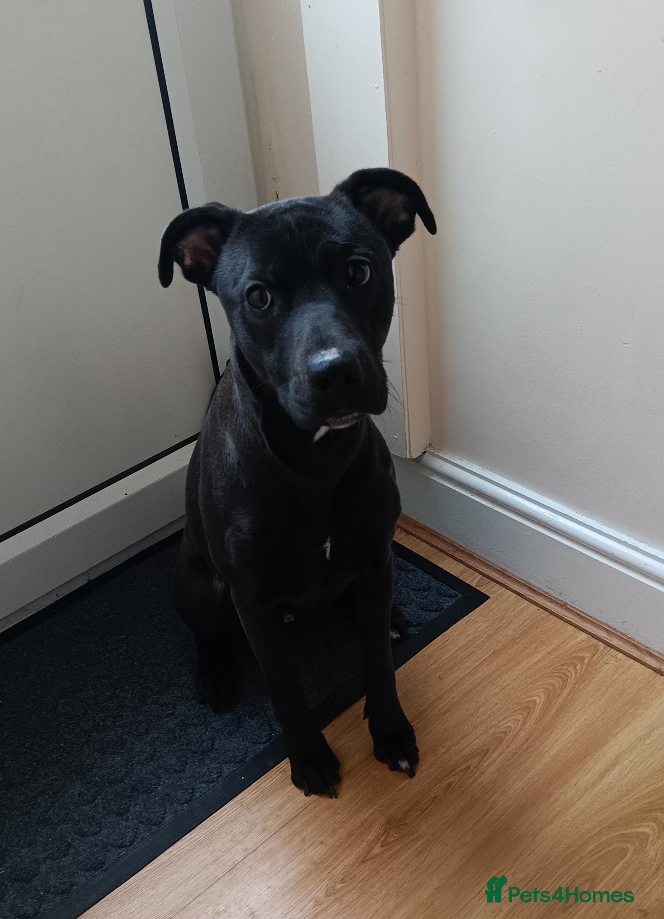 Mixed Breed dogs Storm in Bedworth - Advert 2