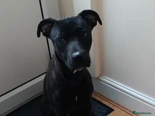 Mixed Breed dogs Storm in Bedworth - Advert 2