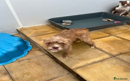 Mixed Breed dogs for sale: Beautiful Bosipoo Girl for sale - Image 3