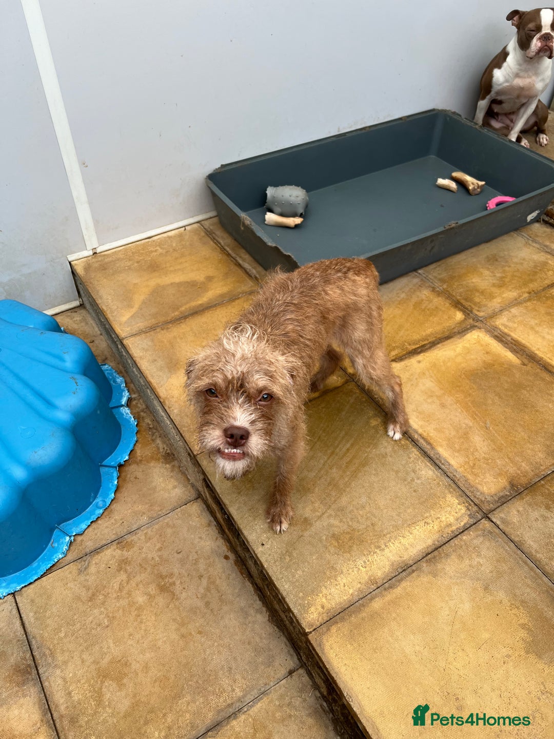 Mixed Breed dogs for sale: Beautiful Bosipoo Girl for sale - Image 3