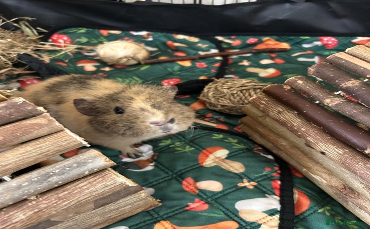 Guinea Pig rodents - Advert 5