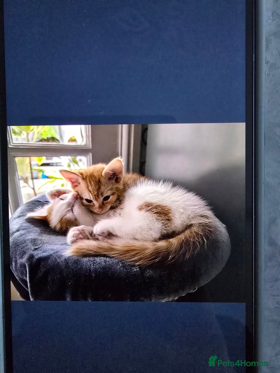 Mixed Breed cats for sale: Ginger kittens - Advert 2