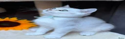British Longhair cats for sale: PURE TICA BRITISH SHORTHAIR & LONGHAIR KITTENS  - Advert 11