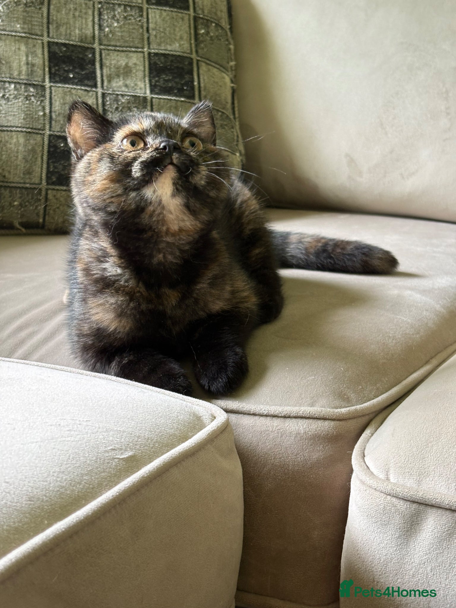 British Shorthair cats Ready now Tica Reg British shorthair  - Advert 8