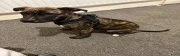 Staffordshire Bull Terrier dogs for sale: Richie  in Liverpool - Advert 5