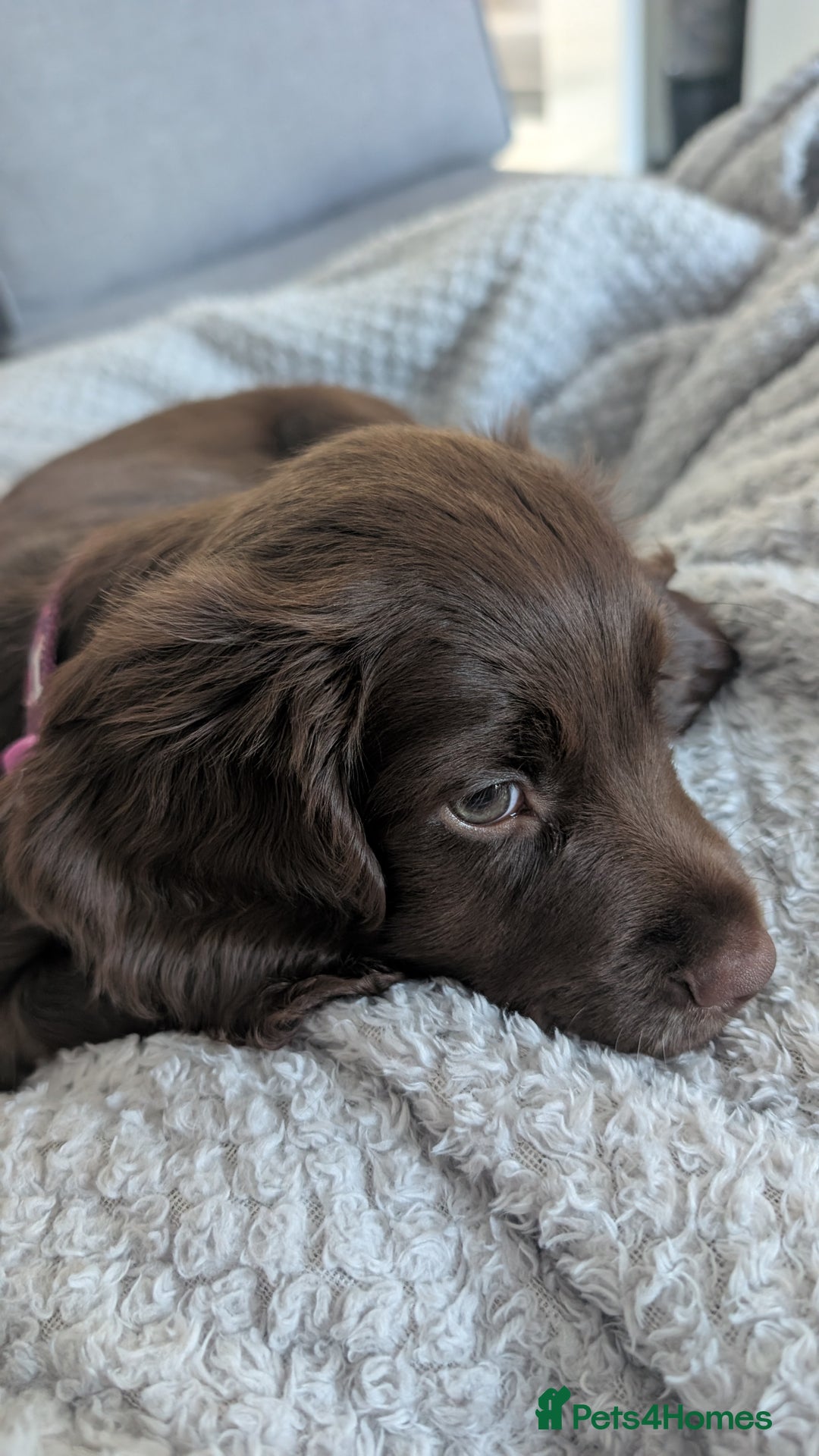 Cocker Spaniel dogs for sale: Cocker spaniel female - Image 2