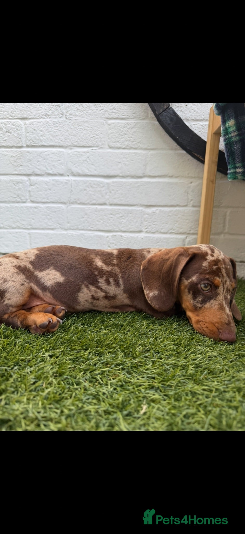 Dachshund dogs Dachshund dapple - Advert 1