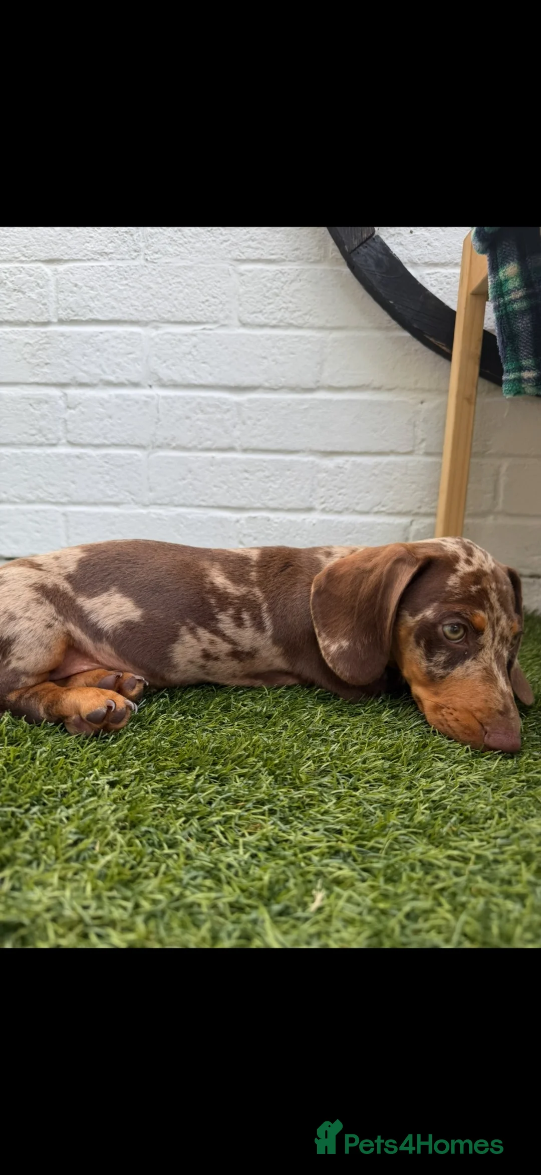 Dachshund dogs for sale: Dachshund dapple in London - Advert 1