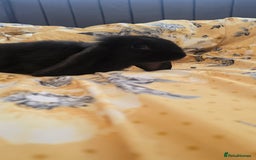 French Lop rabbits for sale: Beautiful French Lop bunnies - Image 13