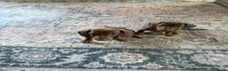 Miniature Dachshund dogs for sale: Smooth-haired miniature dachshund (last one!) - Advert 6